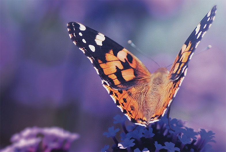 Das Wunder erbl&uuml;ht